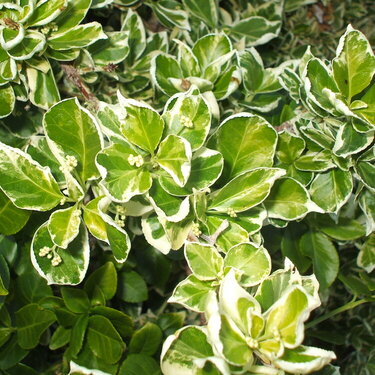 unknown plant/weed ???...ID as &quot;Euonymus fortunei&quot;