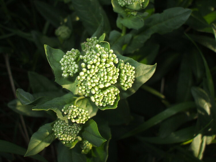 unknown plant/weed ???