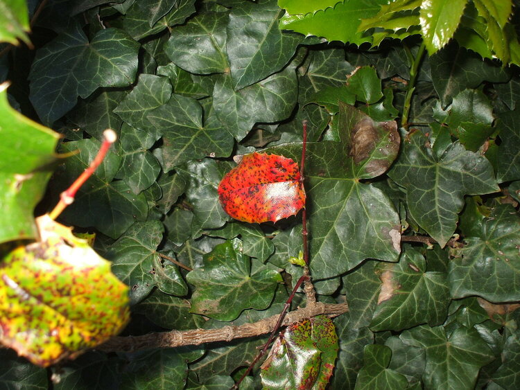 Oregon Grape Holly &amp; Ivy leaves