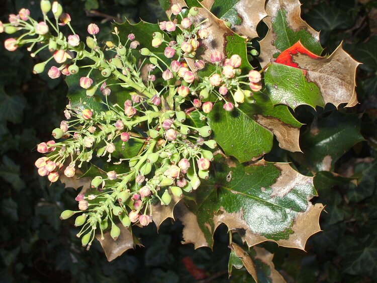 Oregon Grape Holly