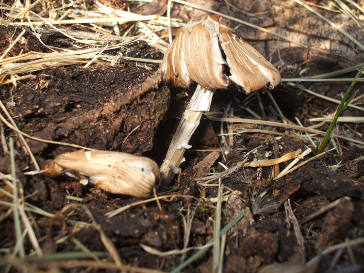 Glistening Ink-cap mushroom