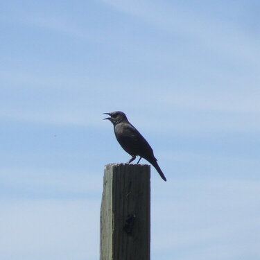 Brewer&#039;s Blackbird, male
