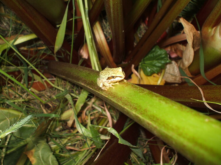 Pacific Treefrog/Rhubarb