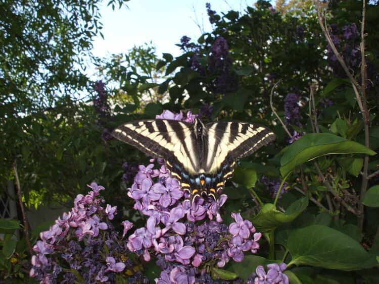 Pale Swallowtail butterfly