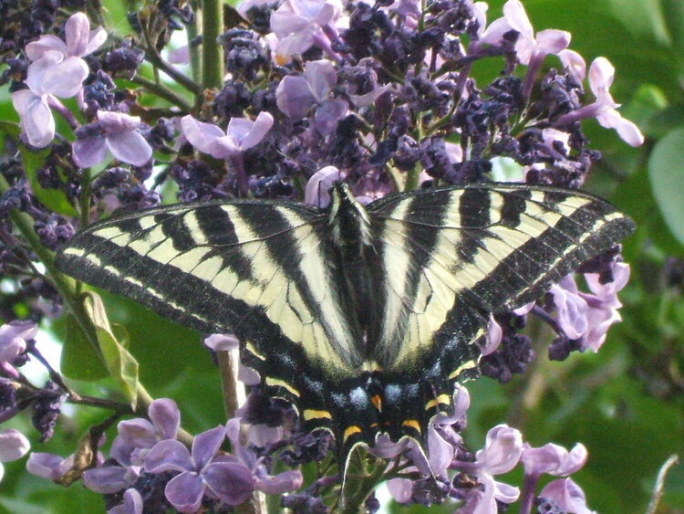POD...5-31-09...Swallowtail butterfly