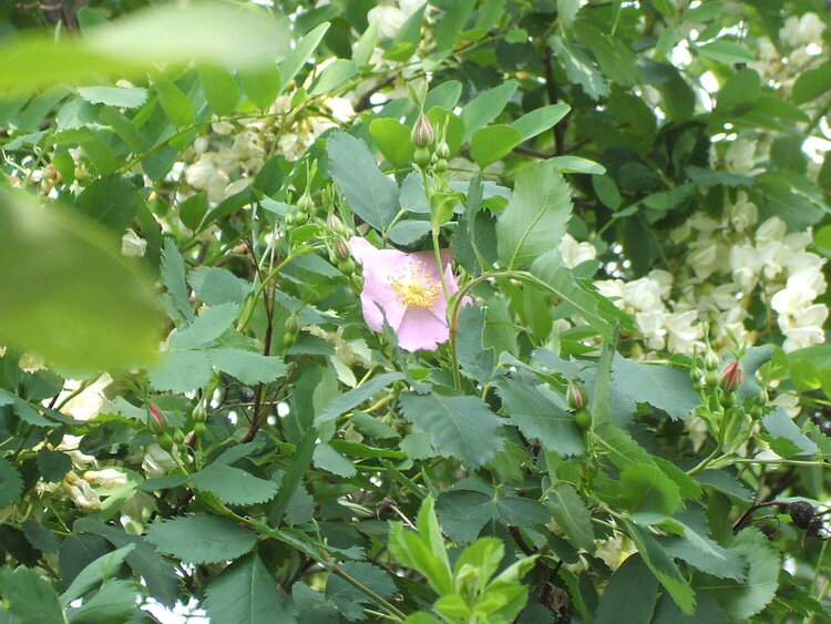 Wild Prairie Rose