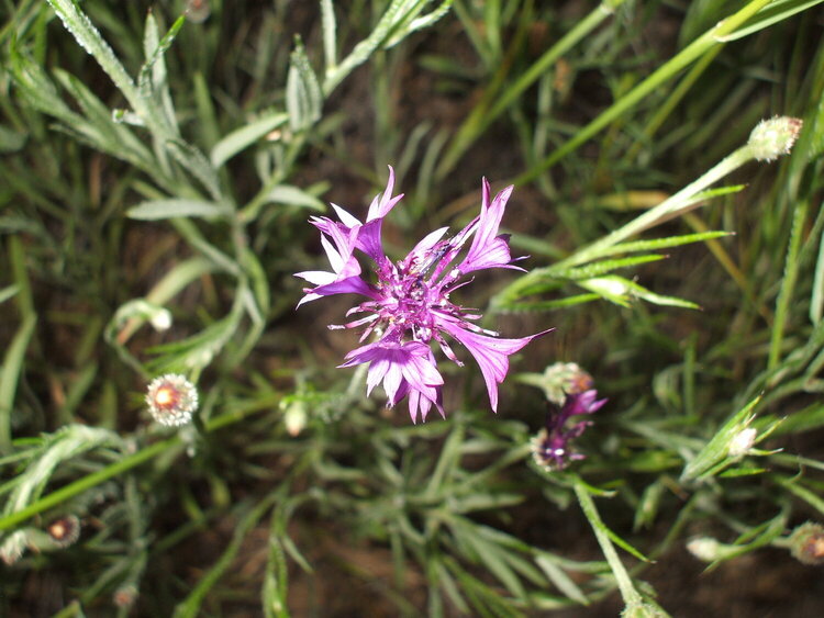 Purple Bachelor&#039;s Button