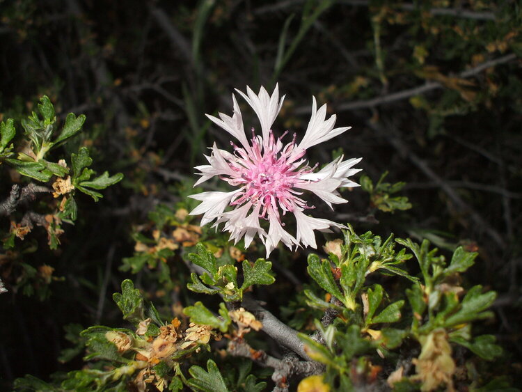 Pink Bachelor&#039;s Button