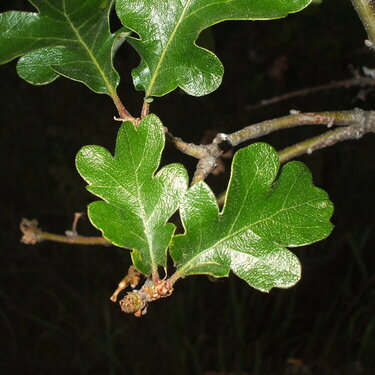 Oak leaves