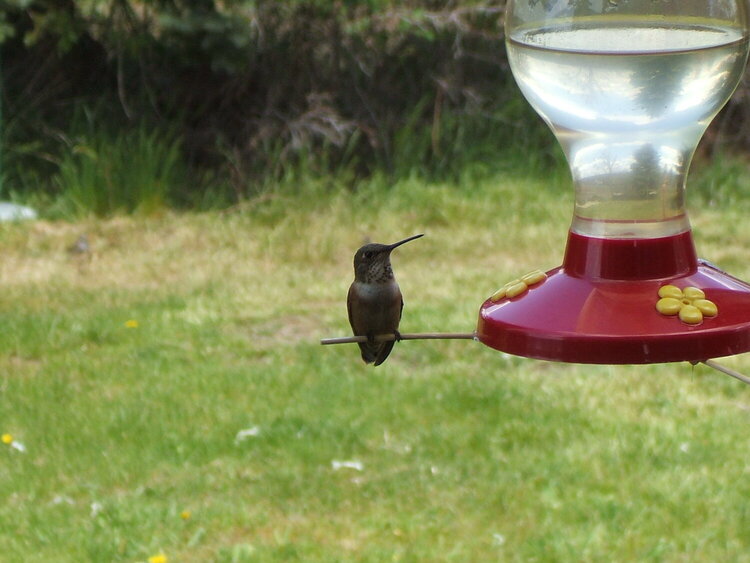 [11]  Hummingbird.... takin&#039; a break