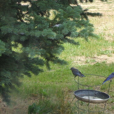 POD...6-16-09...Western Bluebirds