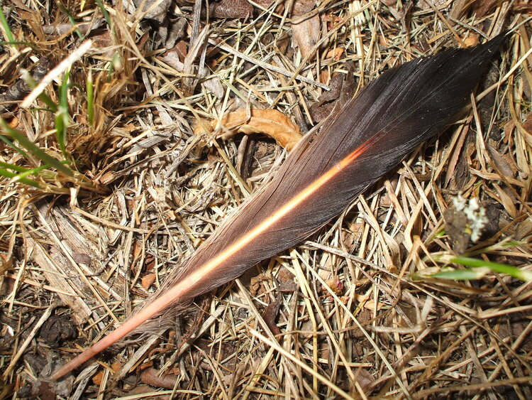 JFF...[POD]..Northern Flicker tail feather