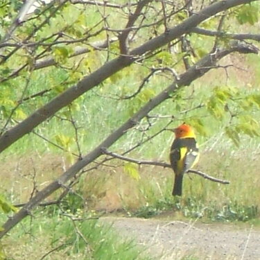 Western Tanager