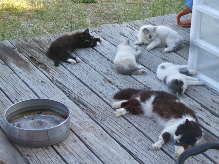 cat days of summer....skunk &amp; her babies