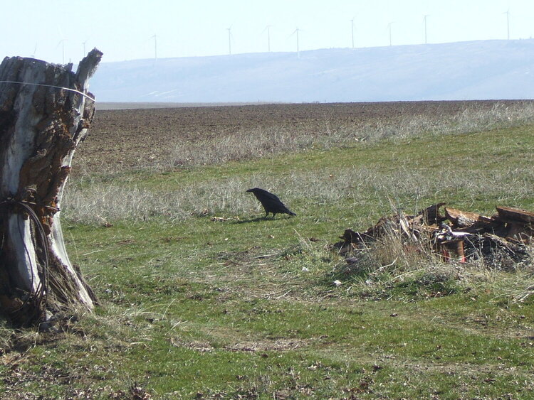 Common Raven