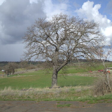 MINI WK 3...POD...15  Beautiful...Oak tree