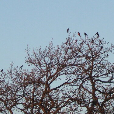 JFF...[POD]...4-20-09... Lewis&#039;s woodpecker-Brewer&#039;s blackbirds