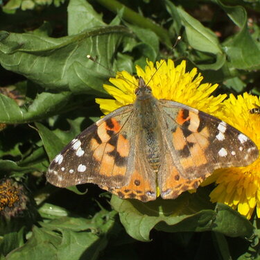 MINI WK 4...[POD]...[4  positive influence]...Painted Lady Butterfly