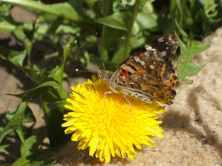 butterfly ????  identified as a Painted Lady