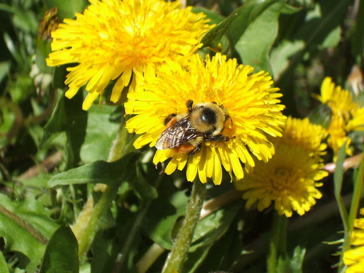 Bee...Tri-colored Bumblebee