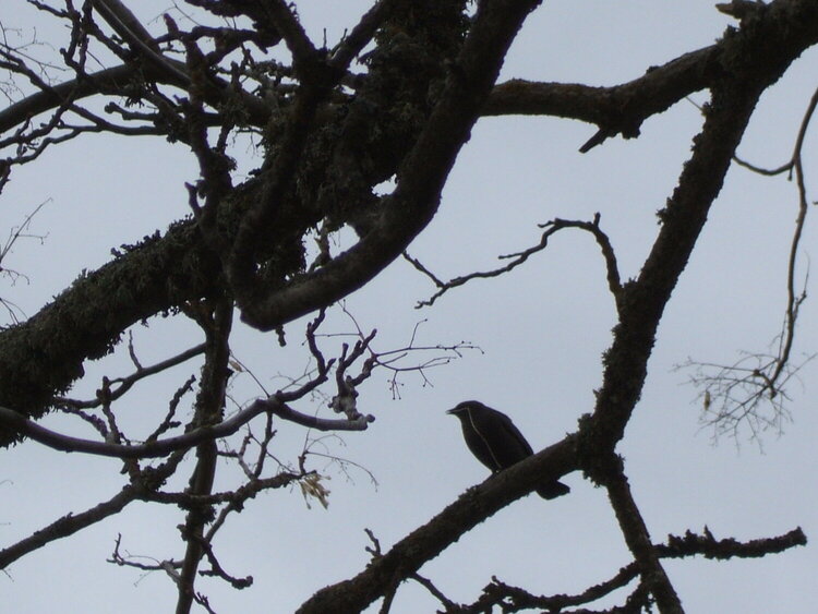 Brewer&#039;s Blackbird