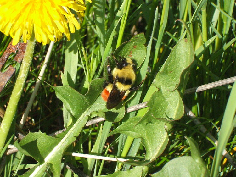unknown bee??? identified as aTri-colored Bumblebee