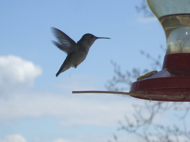 [13] POD....4-30-09...Hummingbird