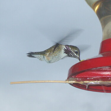 [17] Calliope Hummingbird