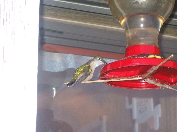 [18] hummingbird