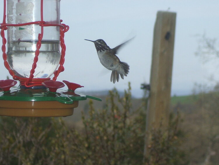 [19] hummingbird
