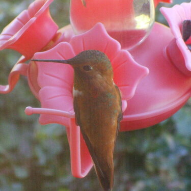 [33] hummingbird