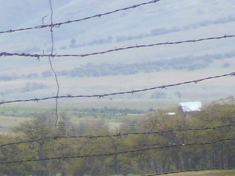 barbed wire fence