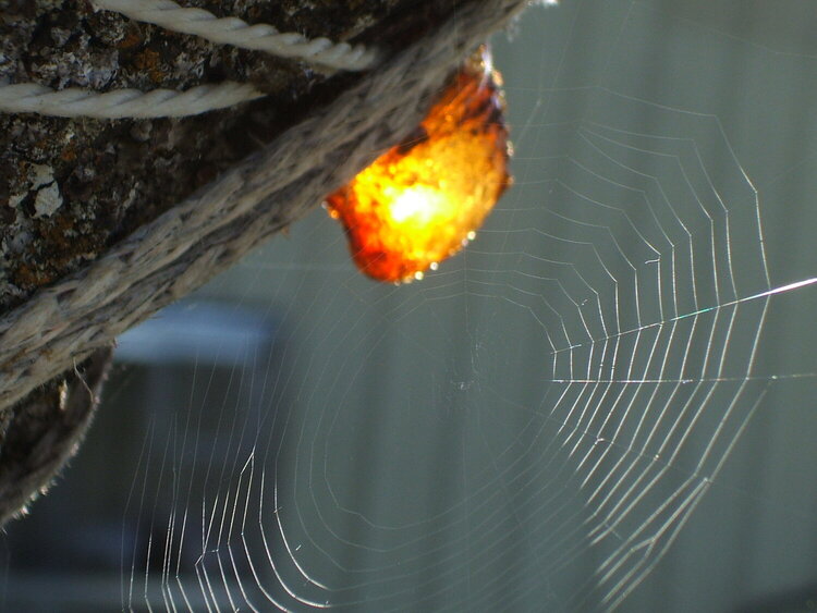 MINI WK 3...POD...11  Interesting...Resin/Spider web
