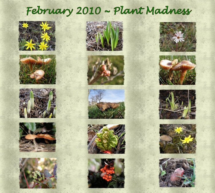 Feb 2010 Plant Madness