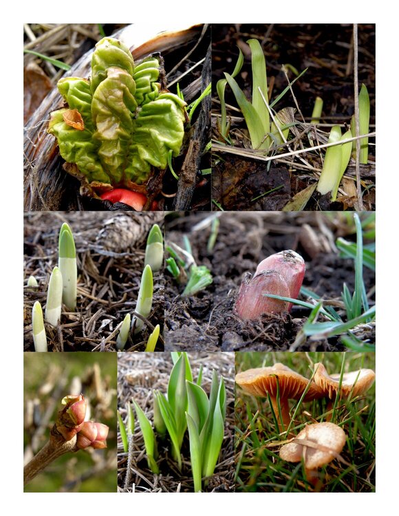 Plant collage/FEB 2010