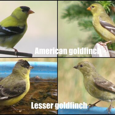 JUN 2020 #4 Goldfinch collage