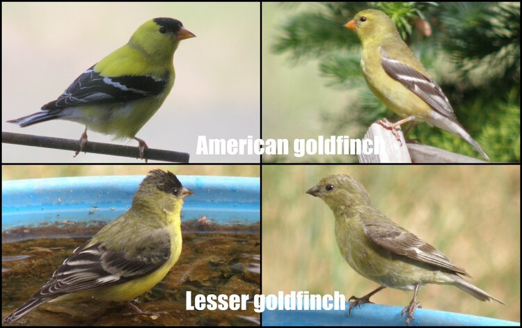 JUN 2020 #4 Goldfinch collage