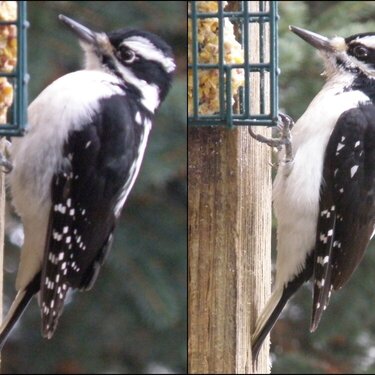 JFF/ JAN 2015 / Photo Fun / Hairy Woodpeckers