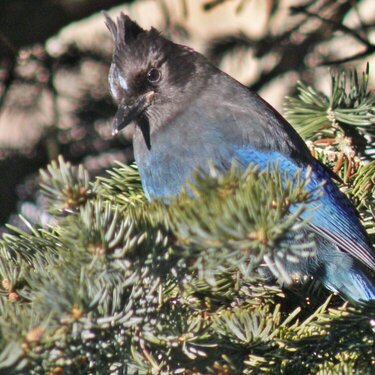 Steller&#039;s Jay