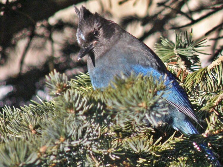 Steller&#039;s Jay