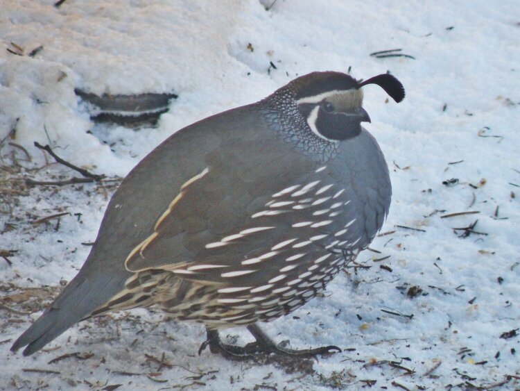 JAN 2015 / Photo Fun/ #5 California Quail