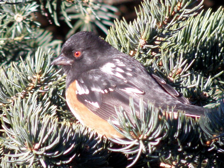 Spotted Towhee