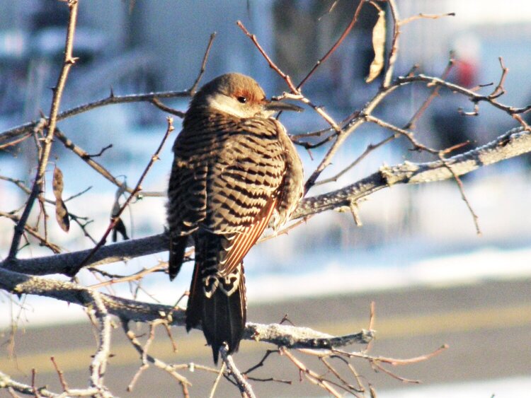 JAN 2016 / Photo Fun / #4 Northern Flicker