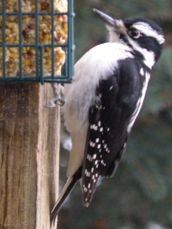 Mrs. Hairy Woodpecker