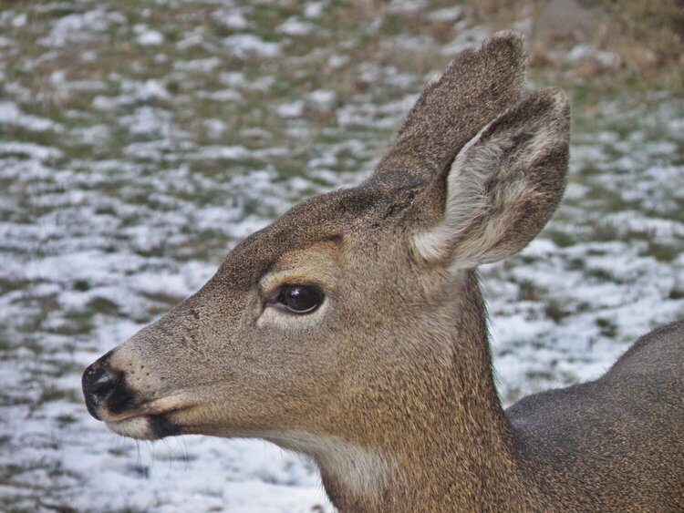 Deer ~ Doe