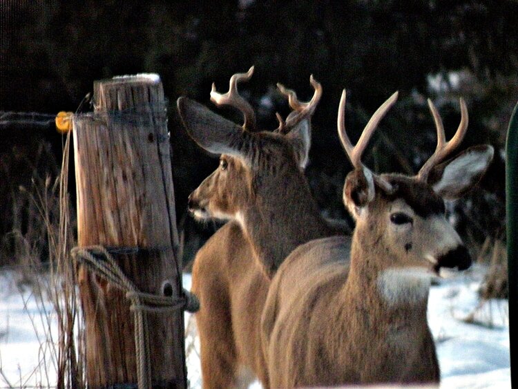 POD...JAN #1/15...Deer/Antlers...1-3-11