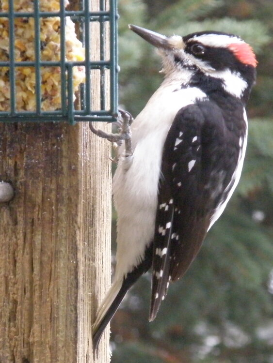 Mr. Hairy Woodpecker
