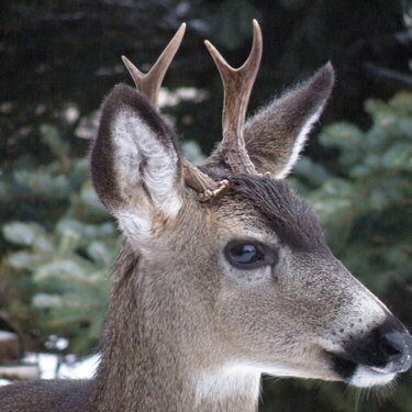 Deer ~ 2 pt Buck