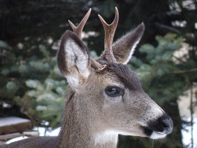 Deer ~ 2 pt Buck