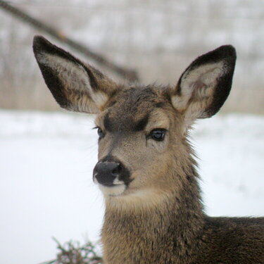 Deer ~ Fawn